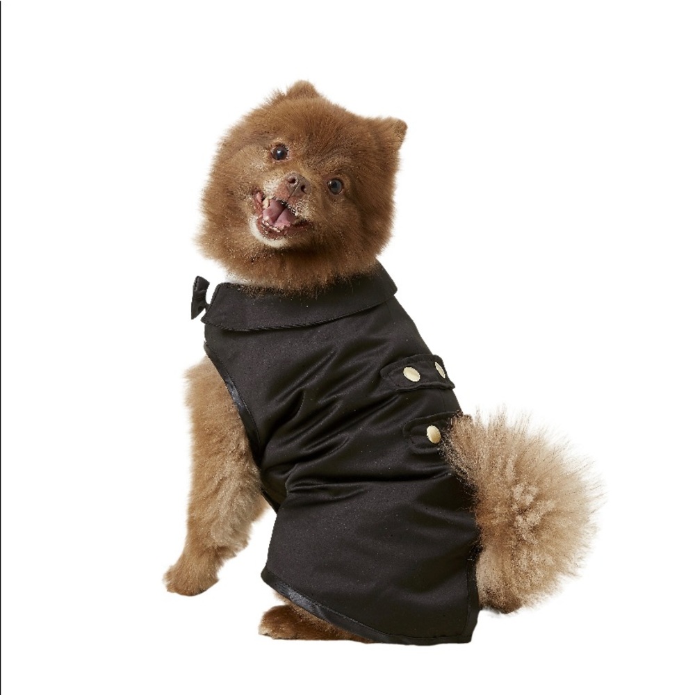 Adorable puppy dog tuxedo